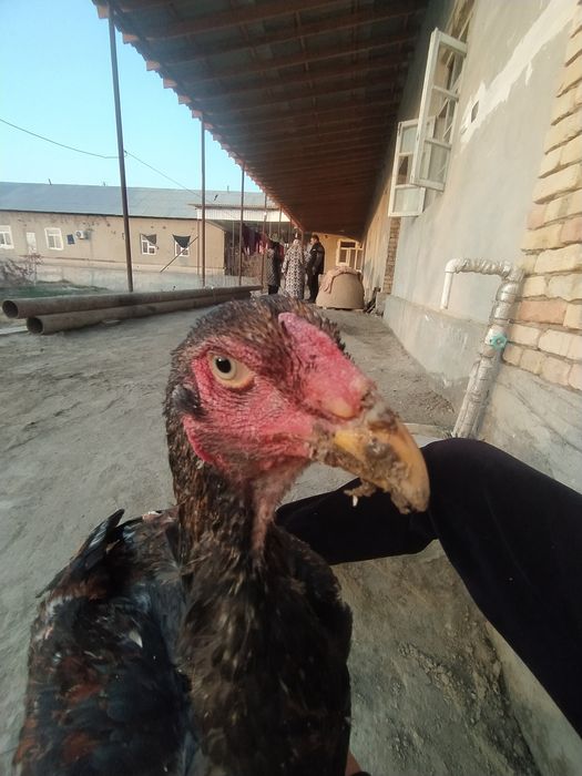 Ассалому алейкум куланги хуроз сотилади зоти карис