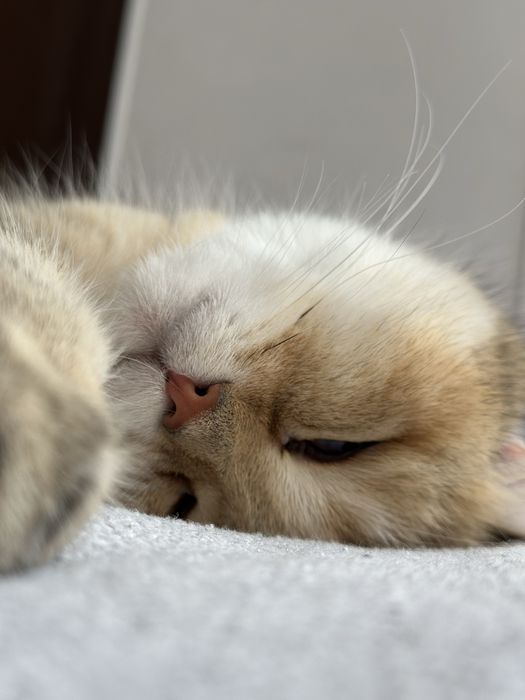 Скоттиш фолд мальчик кастрирован 7 лет