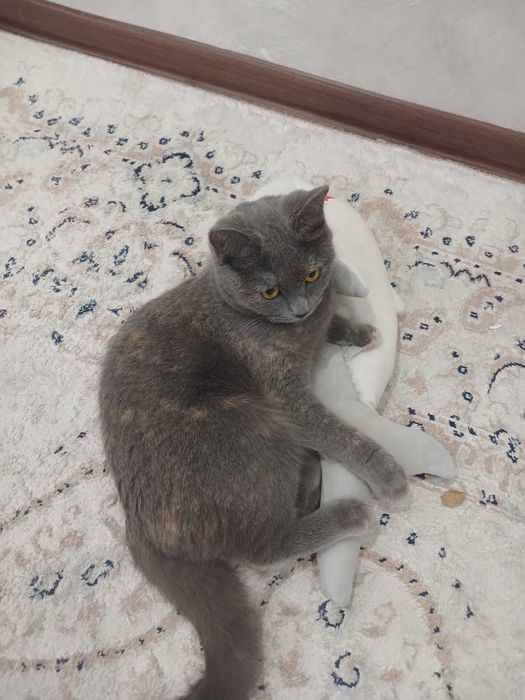 Британская кошка