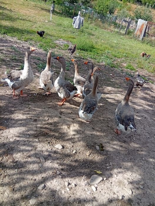 Gâște de vanzare