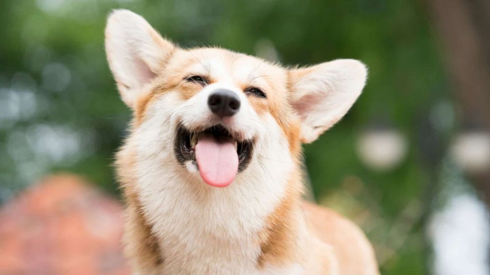 Взрослые Корги на условиях