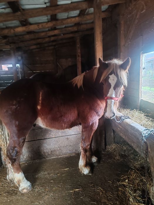 Manz, armasar, cal de un an, 1 an, acte, harmasar