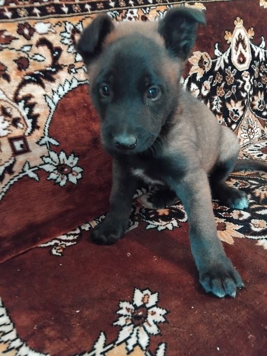 Ciobănesc belgian malinois