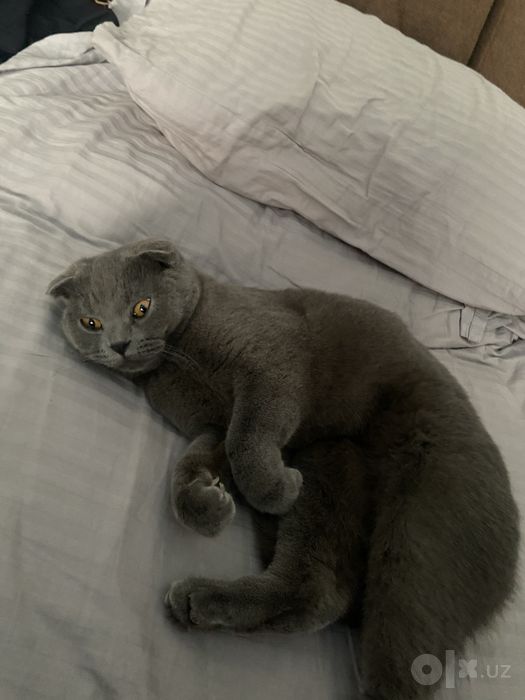 Scottish Fold zotli chiroyli erkak mushuk sotiladi