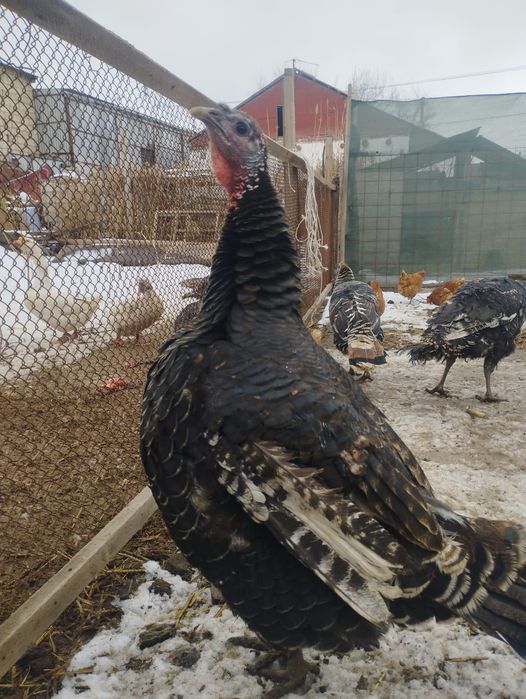 Индюк сатылады бронзы