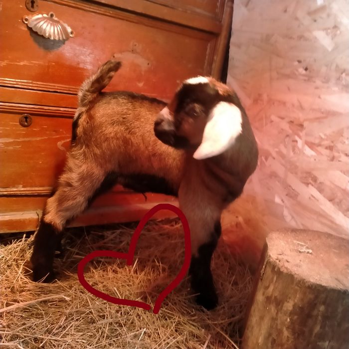 Продам козлика ...