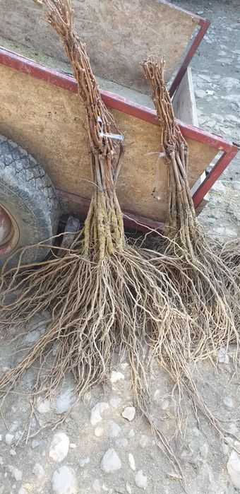 Butasi vita de vie direct de la producător