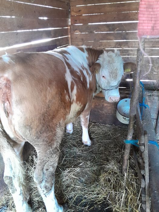 Vacă gestantă  și juninca