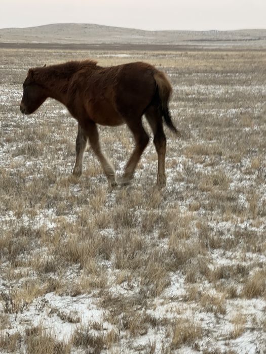 .Жабагы на согым