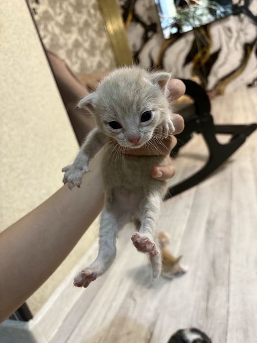 2 мальчика в добрые руки