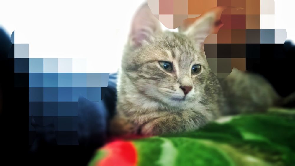 Котёнок маленкый