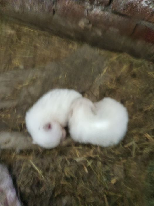 Малки Немски шпицове и мъжки пинчер!