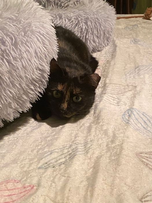 Adoptie pisica tortoishell Hera