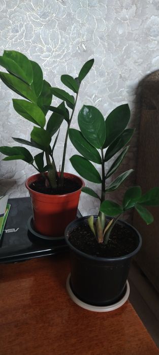 Продам Замиокулькас