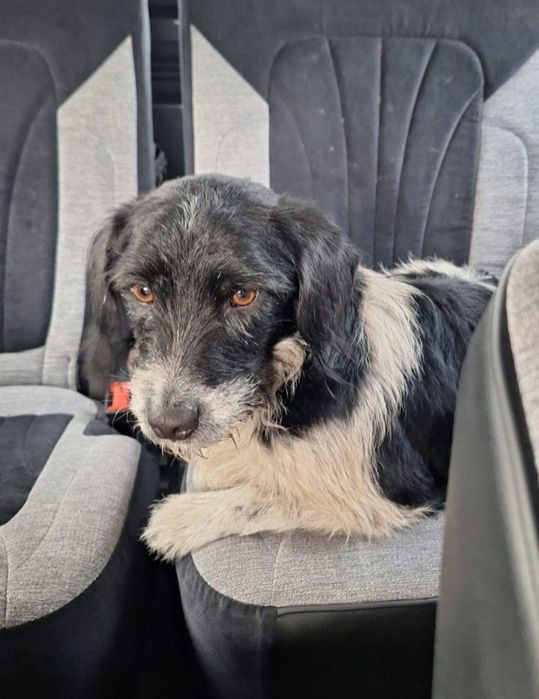 Спаниель молоденький