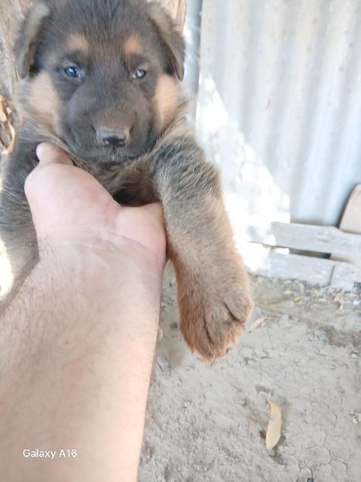 Чистокровная немецкие овчарки-щенки.