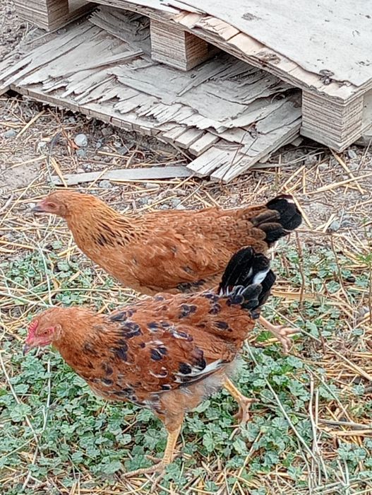 Продам петушков чистых пород кученская юбилейная и австролорп