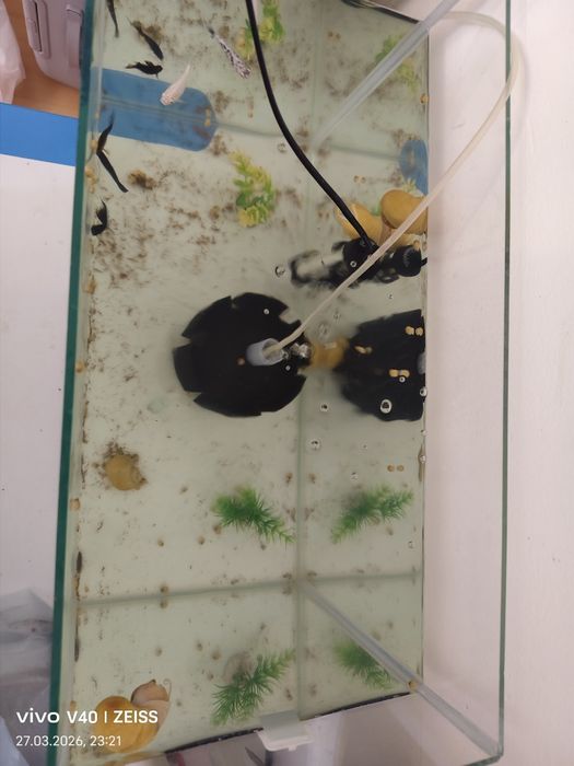 Аквариум рыбками и улитками