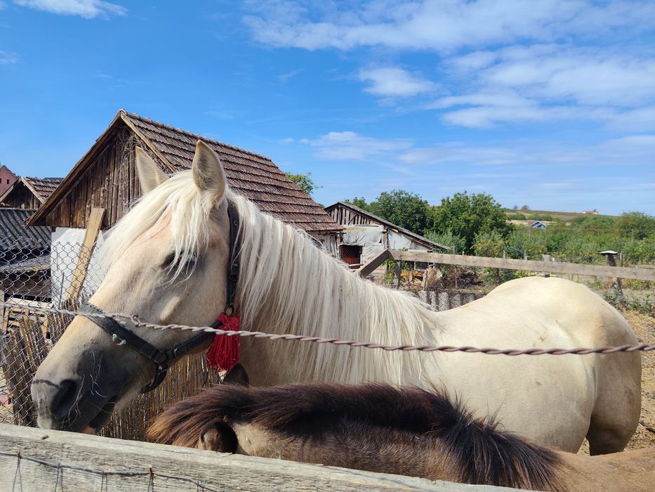 Vand iapa palomino gestanta