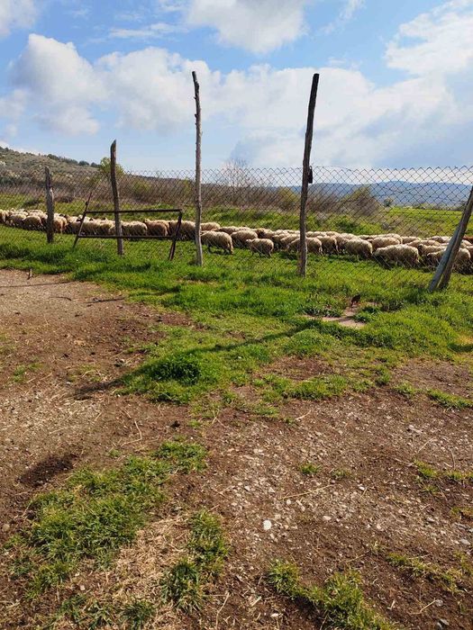 Овце за продаване