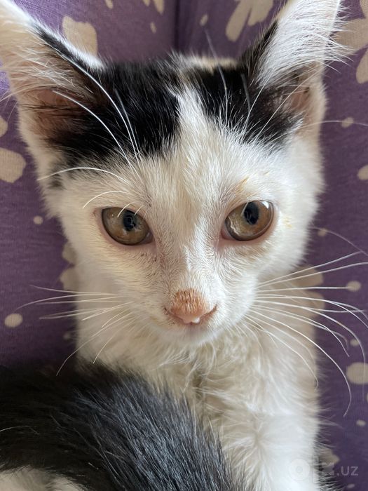 Котик в хорошие руки