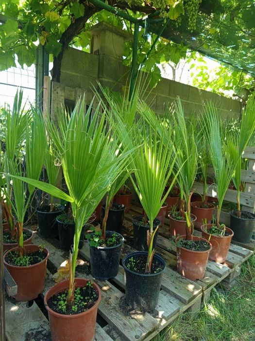Палми Вашингтония ( Washingtonia ) 100-110 см - Цена 12.99 €