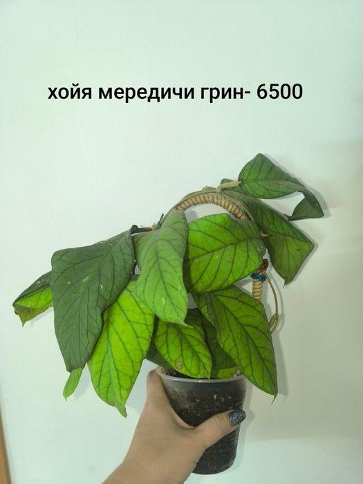 Продам Взрослые хойи