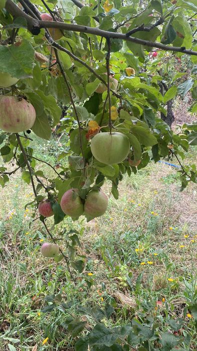 Продам яблоки в Есике
