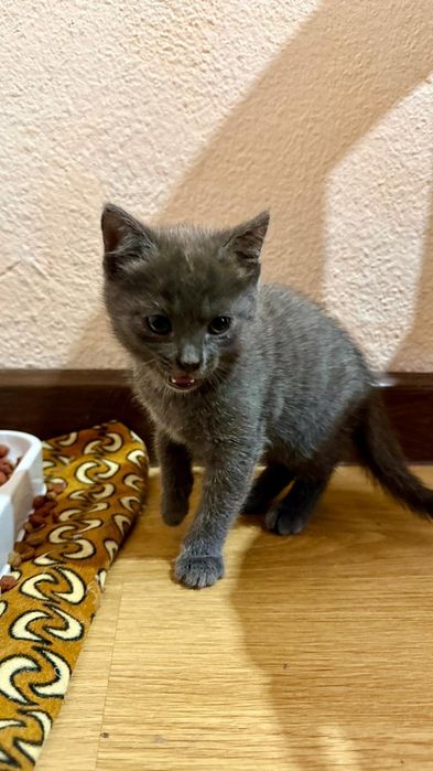 Котенок девочка 1,5 месяца