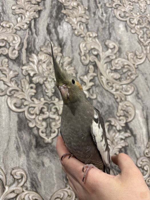 Прадам папугаяв корелла