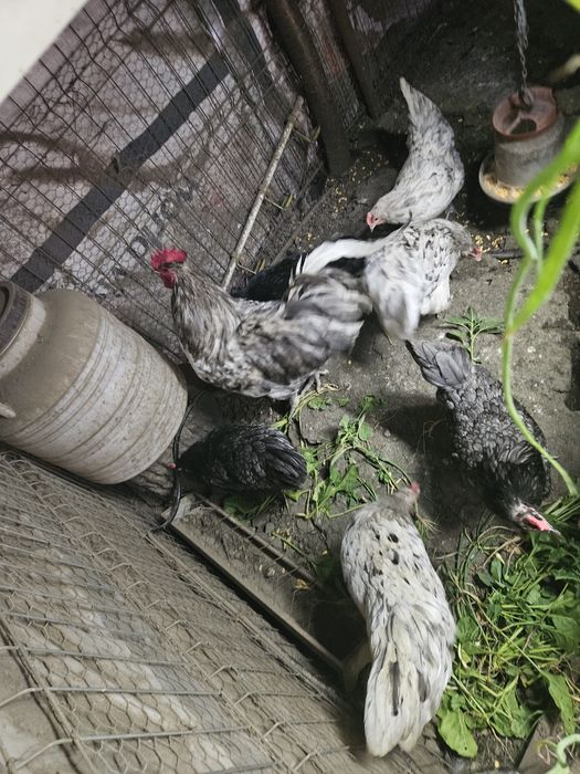 Gaini cocosi Australorp Rate Salbatice