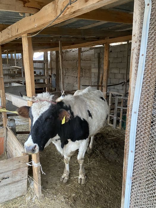 Сауын сиыр бұзауымен