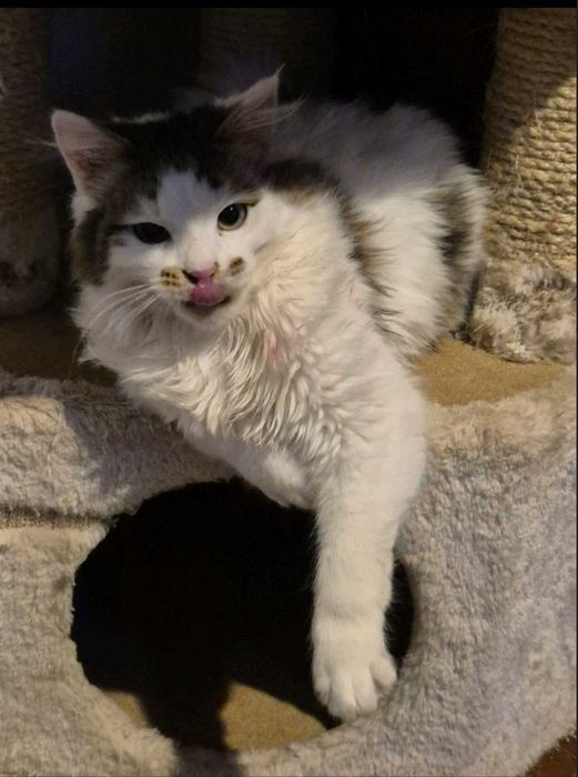 6-месечният Памукчо търси дом!