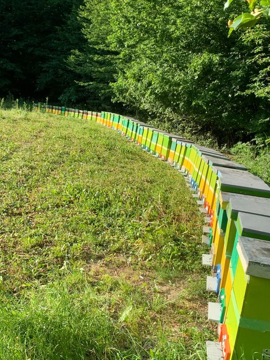 Dau stupi Populati pe 10 rame ,fund de plastic cu colector de polen și capac din tablă