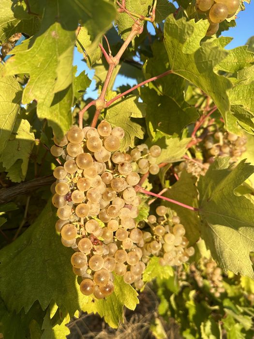 Struguri pentru Vin Feteasca Regala