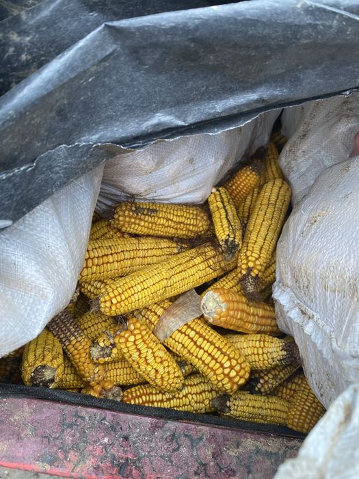 Vând știuleți  de porumb