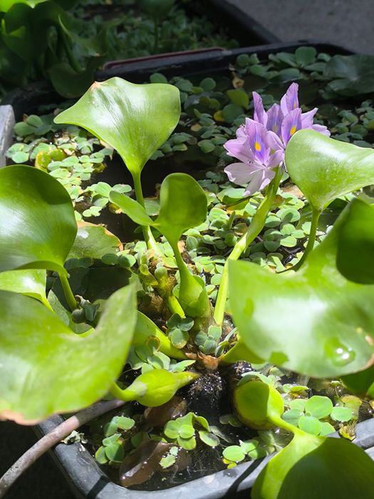 Растения для пруда