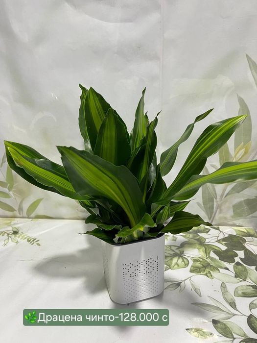 Драцена, Кротон, Хамедорея и др