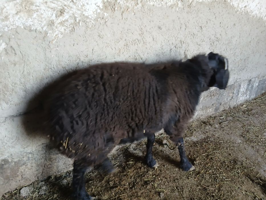 Qo'chqor barralar sotiladi