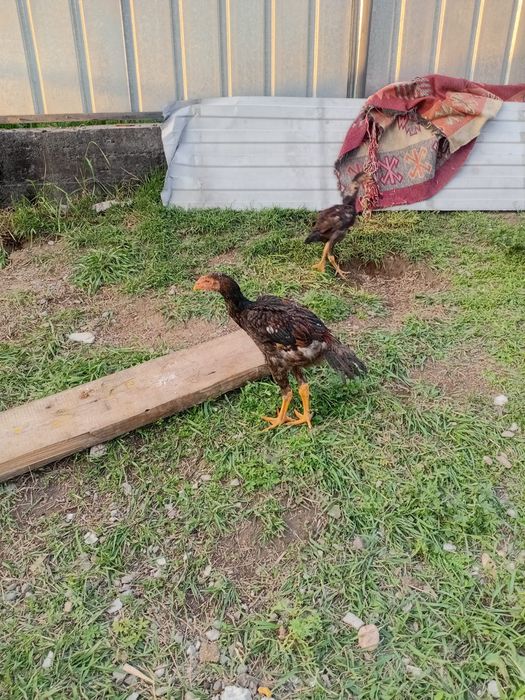 Даканы шамо карея