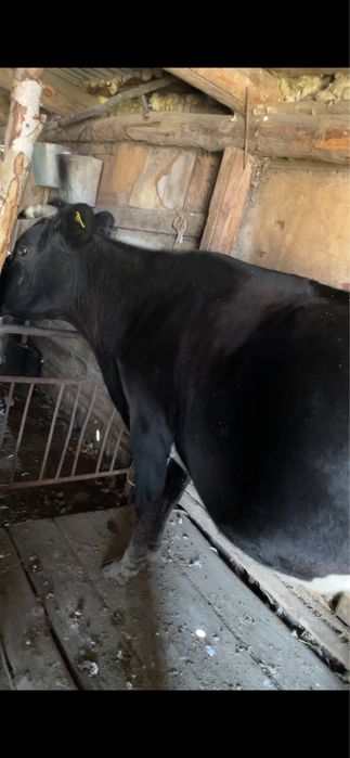 Продам 2 дойных коров