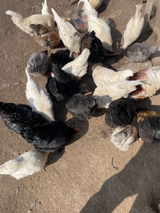 Куры домашние..