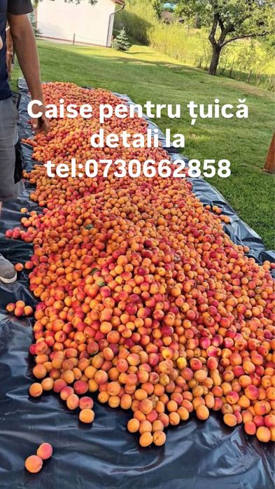 Vand caise pentru tuica