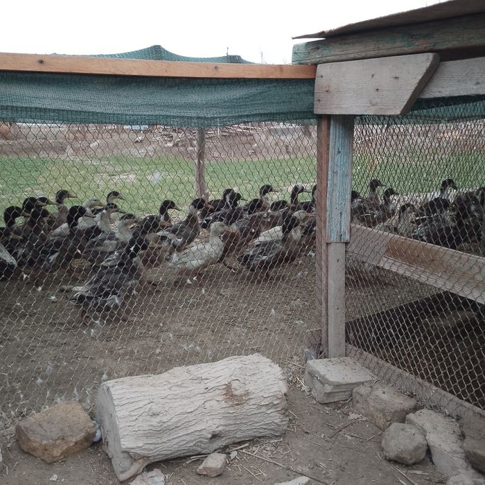 Урдаклар беш ойлик нар