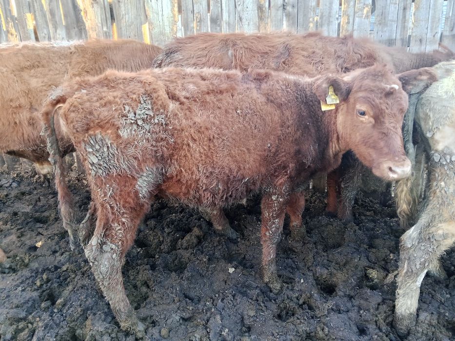 Тайынша 2 бас 1 жасарлар