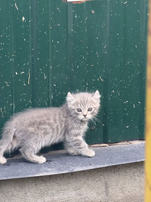 Отдам котят в добрые руки