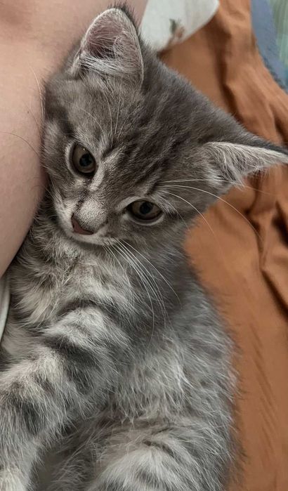Котенок в добрые руки