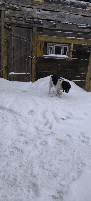 Даром собака черно белого окраса