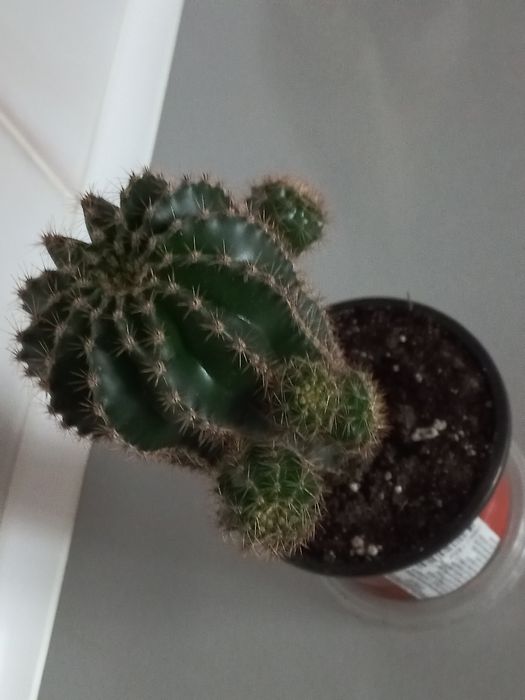 Кактус  Эхинопсис