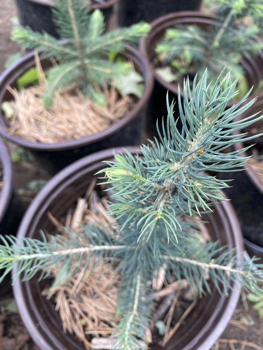 Продам сеянец - Ель голубая